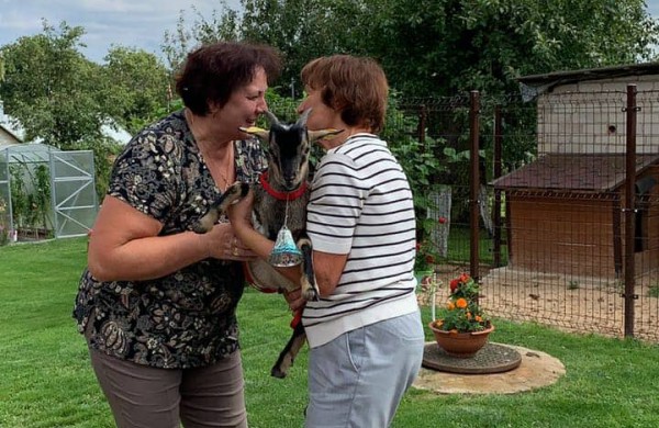 Ragožiuose naujus namus atrado egzotiškas Kamerūno ožiukas vardu Dzingulis