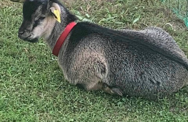 Ragožiuose naujus namus atrado egzotiškas Kamerūno ožiukas vardu Dzingulis