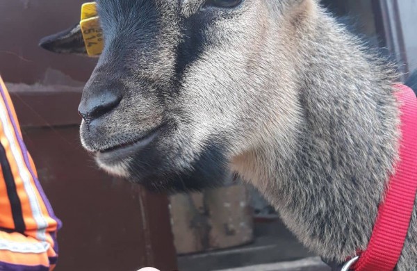 Ragožiuose naujus namus atrado egzotiškas Kamerūno ožiukas vardu Dzingulis