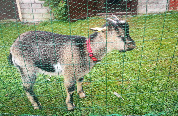 Ragožiuose naujus namus atrado egzotiškas Kamerūno ožiukas vardu Dzingulis