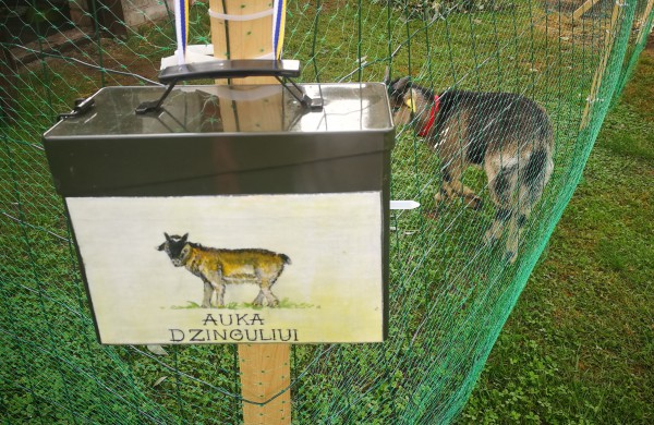 Ragožiuose naujus namus atrado egzotiškas Kamerūno ožiukas vardu Dzingulis