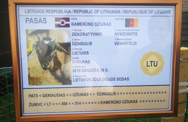 Ragožiuose naujus namus atrado egzotiškas Kamerūno ožiukas vardu Dzingulis