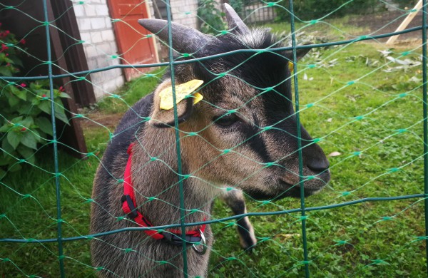 Ragožiuose naujus namus atrado egzotiškas Kamerūno ožiukas vardu Dzingulis