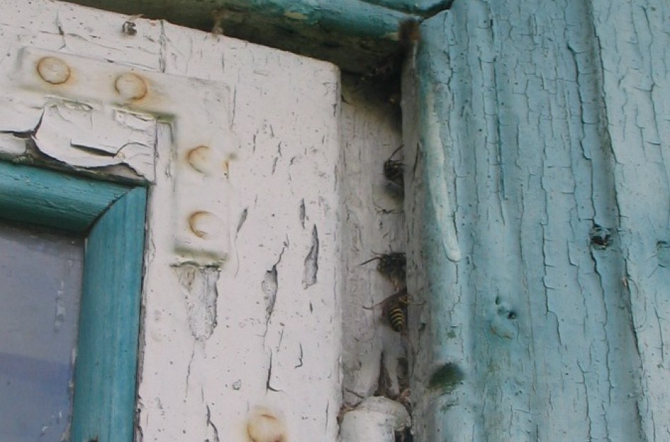 Ugniagesių gelbėtojų pagalbos prireikė gelbstint gyventojus nuo bičių