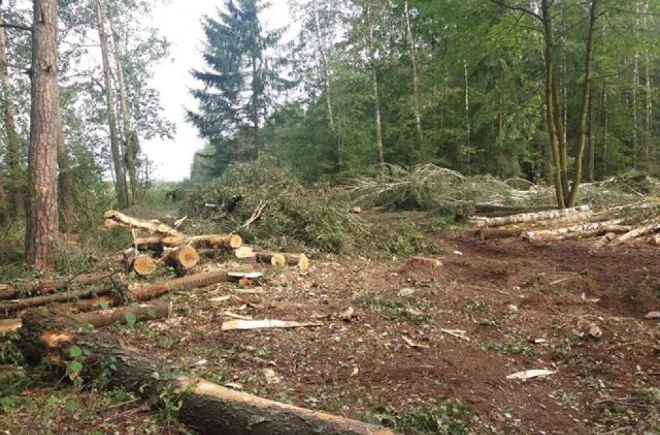 Šveicariškiai kyla į kovą: prasidėjus masiniams miško kirtimams - inicijuotas kreipimasis į ministrą