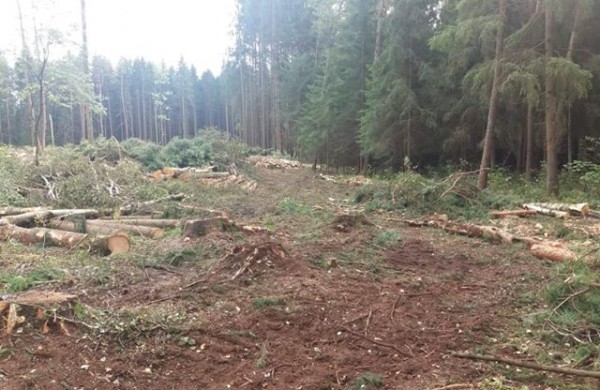 Šveicariškiai kyla į kovą: prasidėjus masiniams miško kirtimams - inicijuotas kreipimasis į ministrą