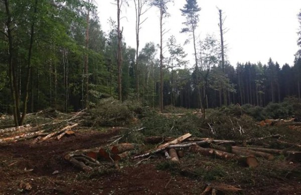 Šveicariškiai kyla į kovą: prasidėjus masiniams miško kirtimams - inicijuotas kreipimasis į ministrą