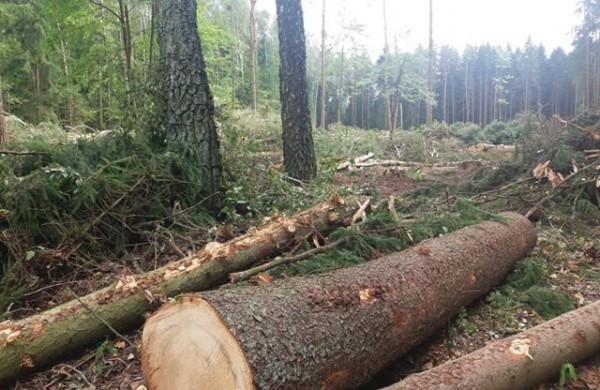 Šveicariškiai kyla į kovą: prasidėjus masiniams miško kirtimams - inicijuotas kreipimasis į ministrą