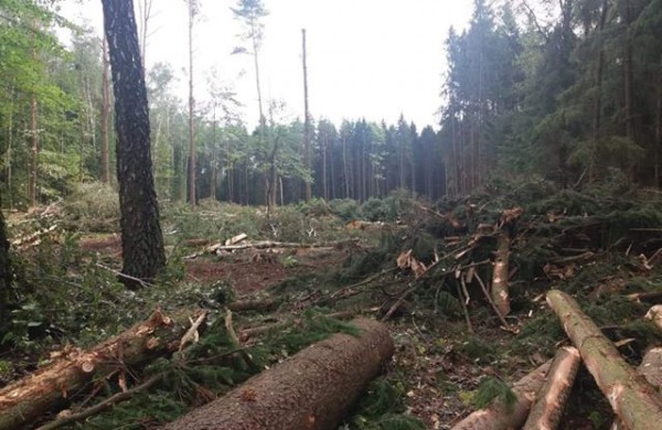Šveicariškiai kyla į kovą: prasidėjus masiniams miško kirtimams - inicijuotas kreipimasis į ministrą