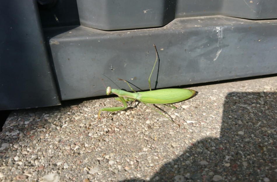 Kaune dirbantis jonavietis: „Darbovietėje aplankė egzotiškas svečias“