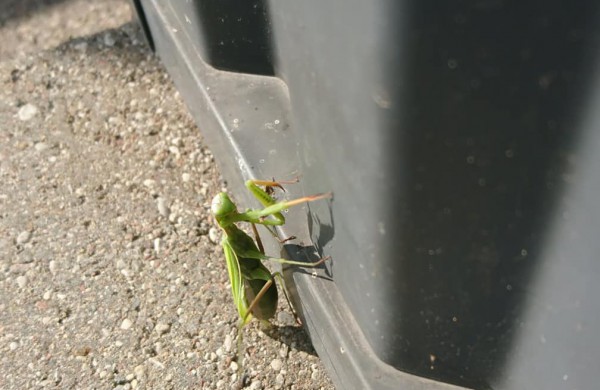 Kaune dirbantis jonavietis: „Darbovietėje aplankė egzotiškas svečias“