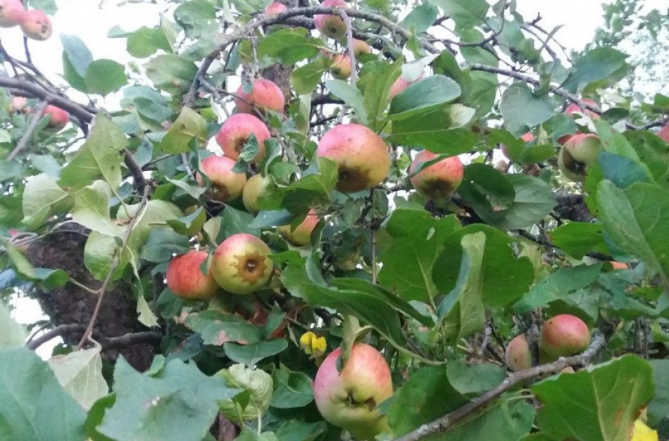 Šalnos, karščiai bei sausros pakenkė obuolių derliui 