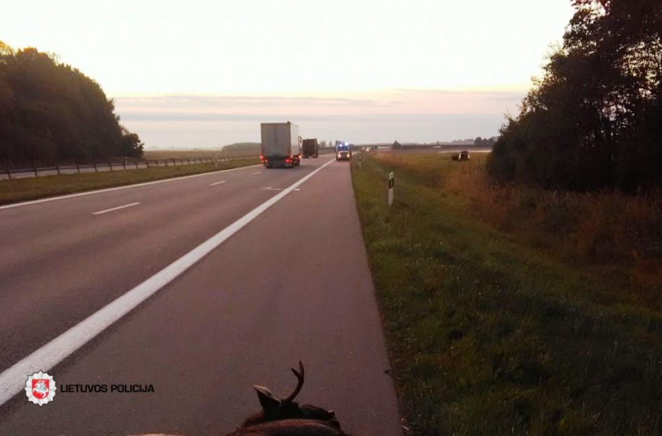 Policija įspėja apie laukinių gyvūnų keliamą pavojų