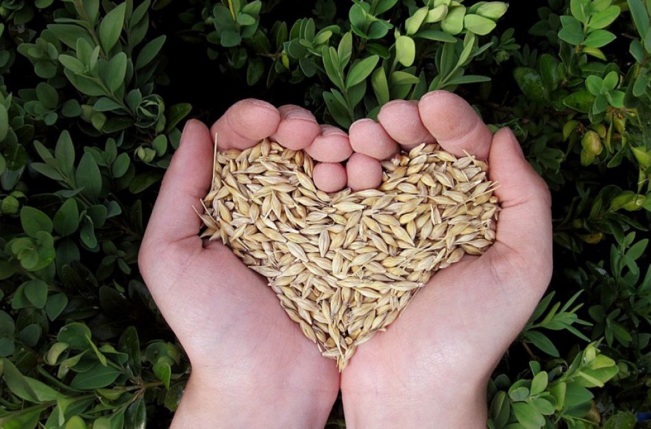 Patvirtinti nauji reikalavimai maistui skirtiems grūdams ir jų produktams