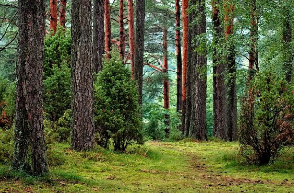 Valstybinių miškų urėdija atnaujina savo transporto parką