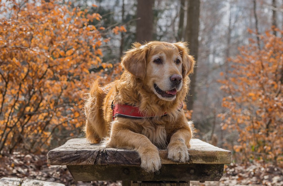 Aktyvus keturkojo gyvenimas rudenį: 3 dalykai, kuriuos reikėtų žinoti