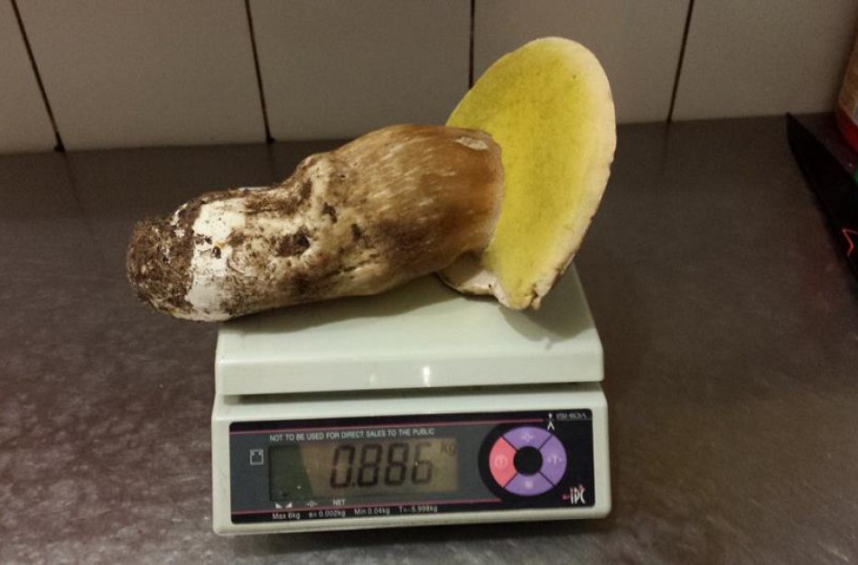 Jonavietės laimikis – beveik 900 gramų sveriantis baravykas