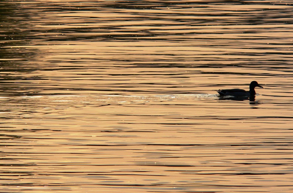 Prasidėjusi rudeninė paukščių migracija primena apie paukščių gripo riziką