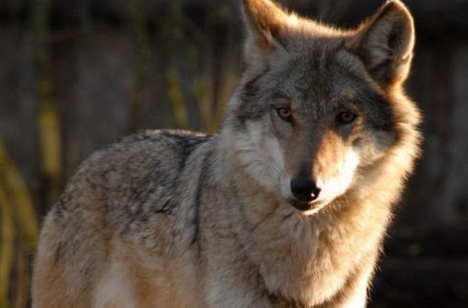 Siūloma per šį medžioklės sezoną leisti sumedžioti 120 vilkų