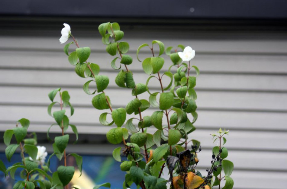 Miesto centre pražydo jazminai