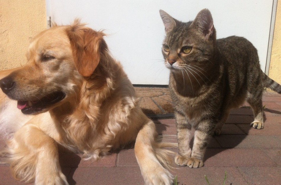 Pasiutligė – sunki liga