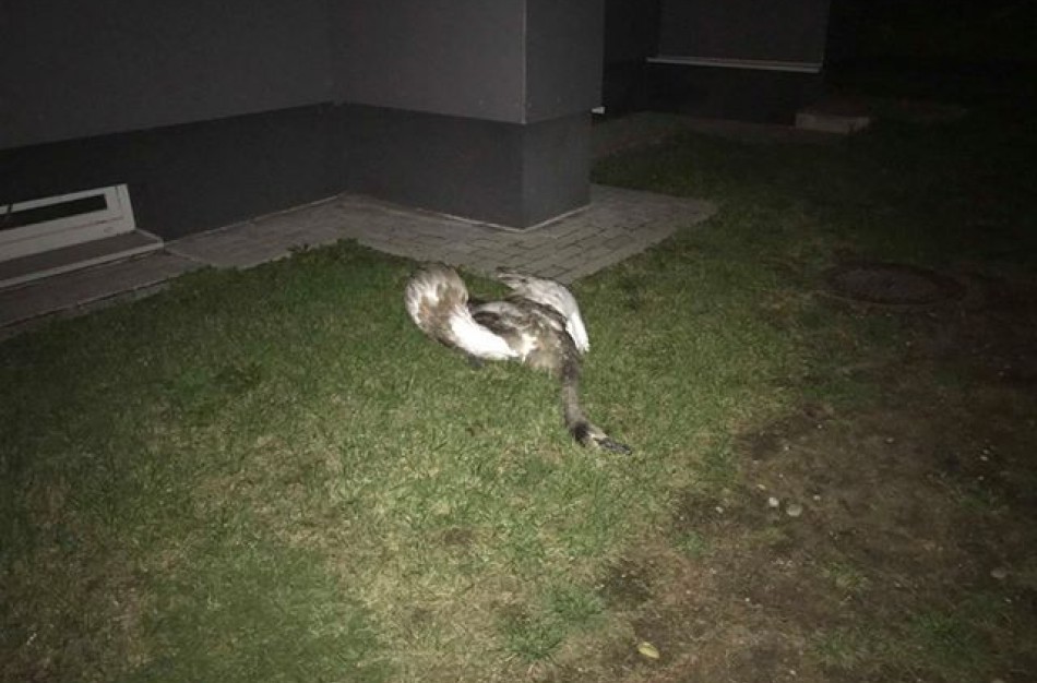 Liūdni radiniai suglumino jonaviečius: kur kreiptis radus gyvūnų gaišenas?