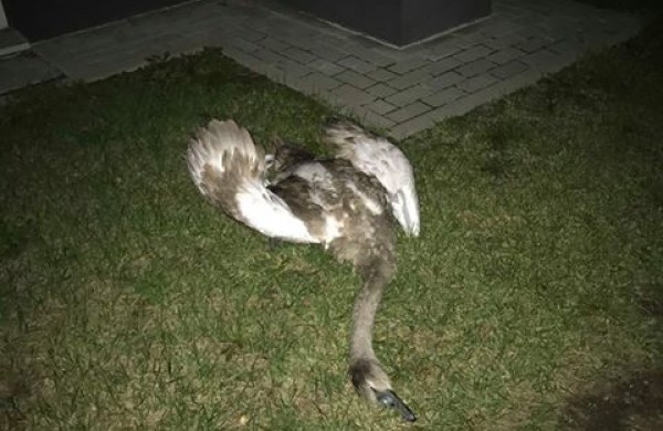 Liūdni radiniai suglumino jonaviečius: kur kreiptis radus gyvūnų gaišenas?