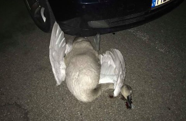 Liūdni radiniai suglumino jonaviečius: kur kreiptis radus gyvūnų gaišenas?