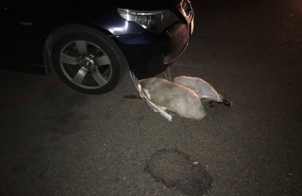 Liūdni radiniai suglumino jonaviečius: kur kreiptis radus gyvūnų gaišenas?