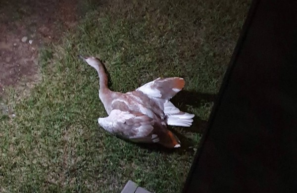 Liūdni radiniai suglumino jonaviečius: kur kreiptis radus gyvūnų gaišenas?