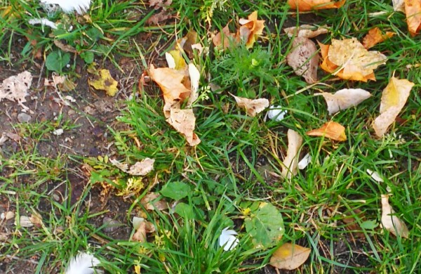 Liūdni radiniai suglumino jonaviečius: kur kreiptis radus gyvūnų gaišenas?