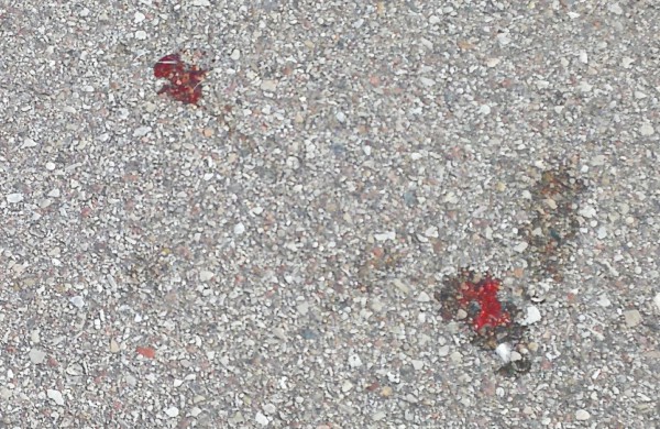 Liūdni radiniai suglumino jonaviečius: kur kreiptis radus gyvūnų gaišenas?