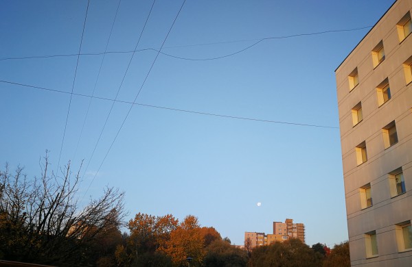 Liūdni radiniai suglumino jonaviečius: kur kreiptis radus gyvūnų gaišenas?