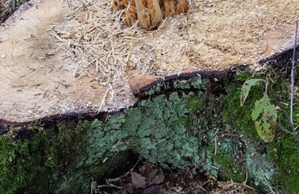 Šveicariškių pagalbos šauksmas neišgirstas