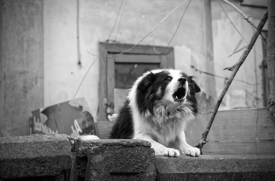 Šuns apkandžiotai paauglei – keturkojo šeimininkės grasinimai ,,užkasti po žeme“