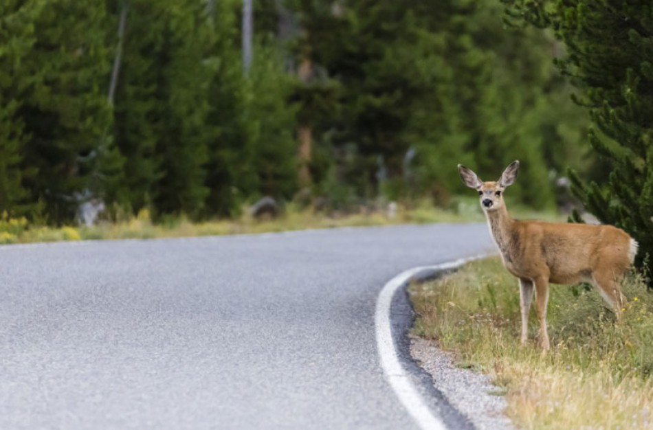 Vairuotojas ir miško žvėris. Kaip saugiai abiem pasidalyti kelią?