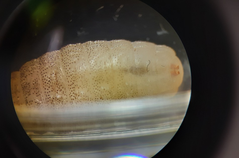 Pirmą kartą Lietuvoje identifikuota musės lerva, kuri minta žmogaus audiniais