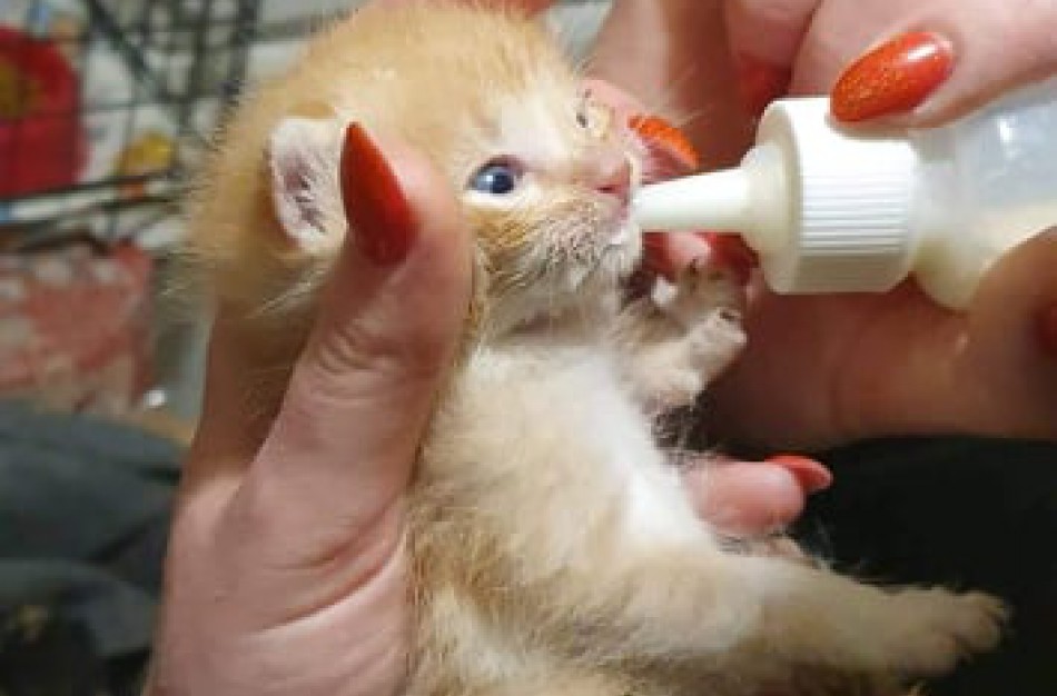 Prie savanorės namų - liūdnas radinys: kačiukus pasmerkė mirčiai?