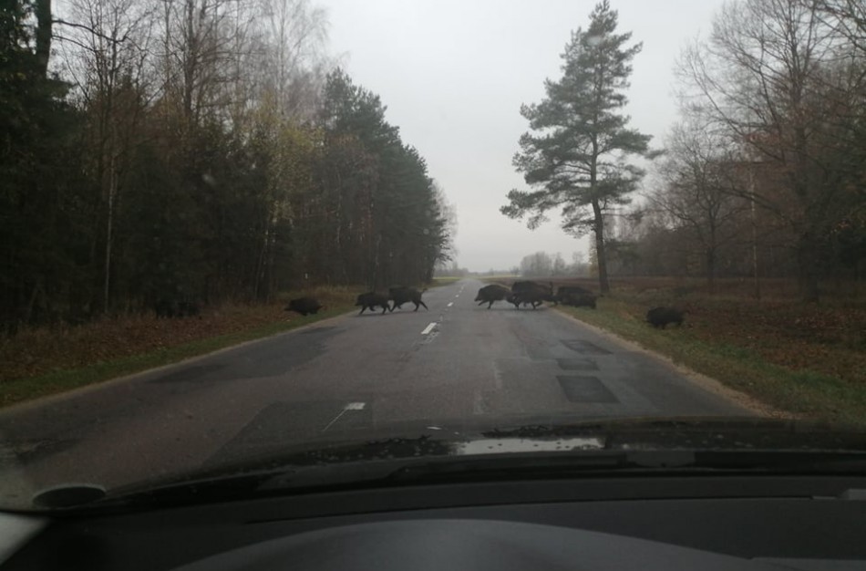 Jonavos rajone užfiksuotas įspūdingas kadras - būrys migruojančių šernų: kaip išvengti automobilio ir gyvūno susidūrimo?