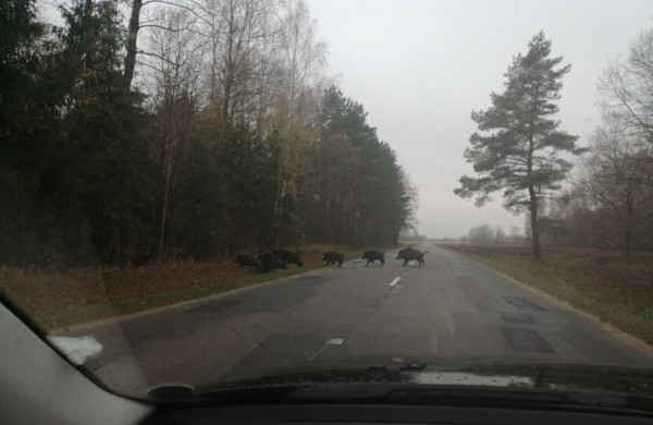 Jonavos rajone užfiksuotas įspūdingas kadras - būrys migruojančių šernų: kaip išvengti automobilio ir gyvūno susidūrimo?