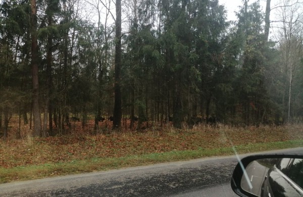 Jonavos rajone užfiksuotas įspūdingas kadras - būrys migruojančių šernų: kaip išvengti automobilio ir gyvūno susidūrimo?