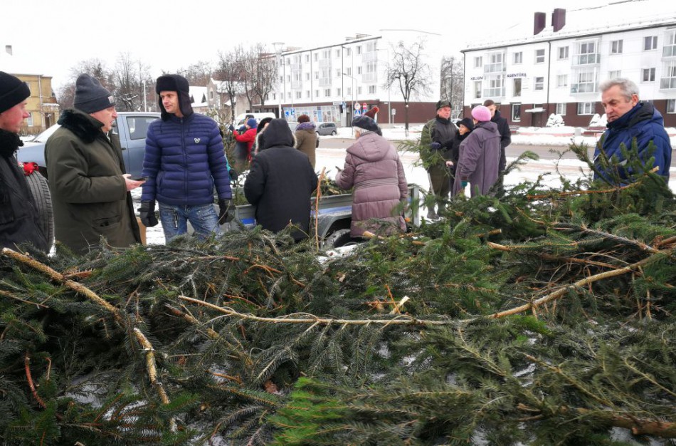Miškininkai gyventojams nemokamai dalys eglišakius augalams dengti
