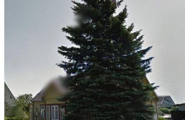 Jonaviečiai dovanoja eglę Kalėdoms 