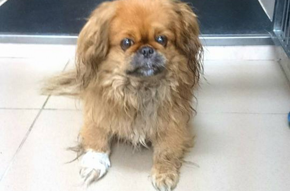 Prie prekybos centro “Norfa” – gyvas radinys 