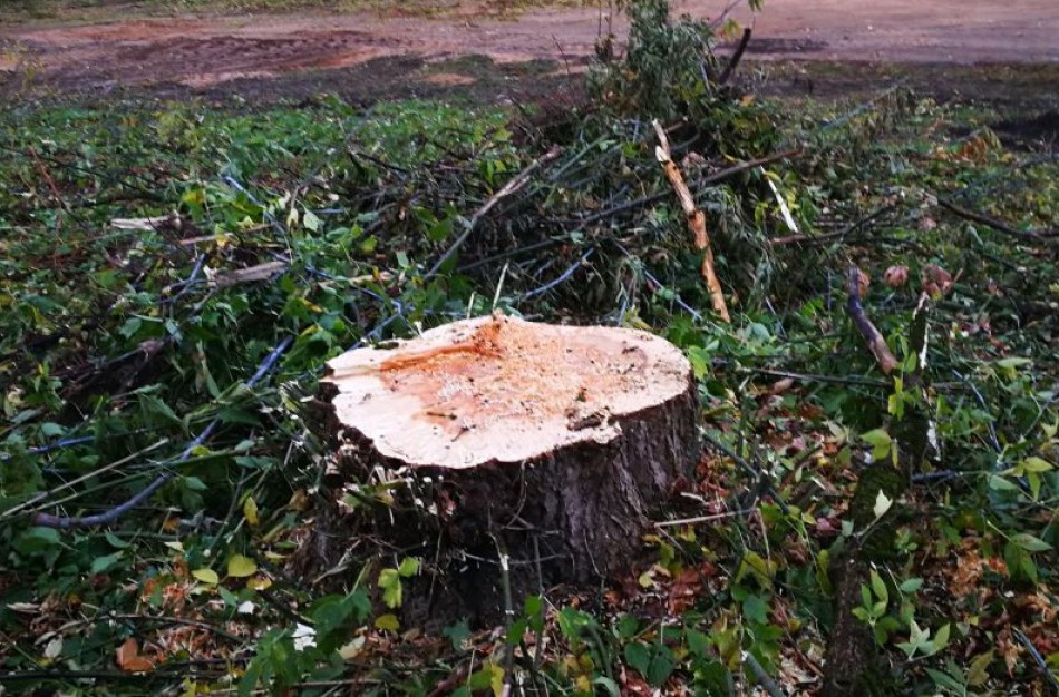 Žeimių seniūnijoje pavogta dalis miško