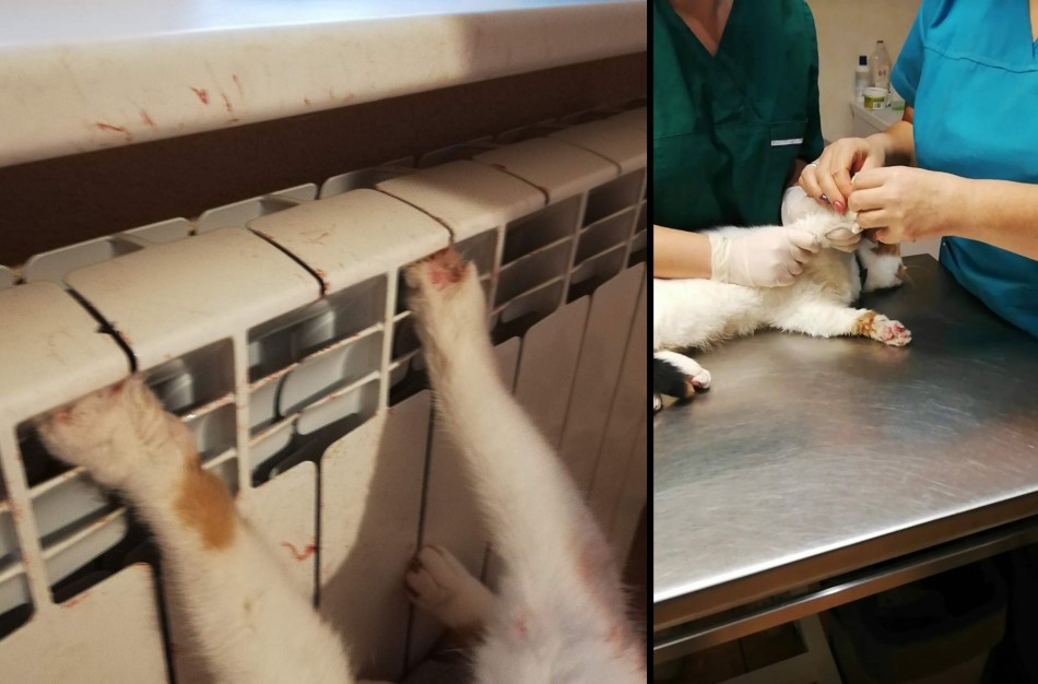 Gyventoja: naujoviški radiatoriai nesaugūs gyvūnams – užstrigusią katę laisvino gelbėtojai, jai sužalotos kojos