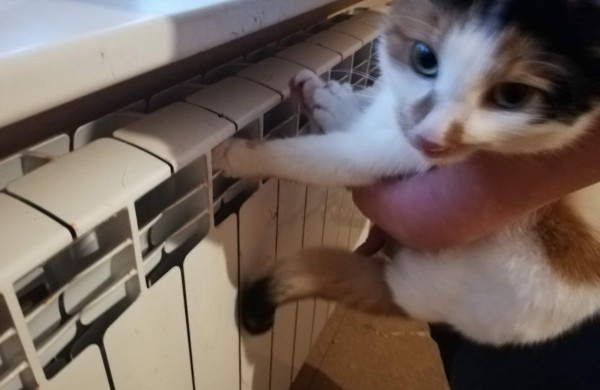 Gyventoja: naujoviški radiatoriai nesaugūs gyvūnams – užstrigusią katę laisvino gelbėtojai, jai sužalotos kojos