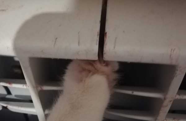 Gyventoja: naujoviški radiatoriai nesaugūs gyvūnams – užstrigusią katę laisvino gelbėtojai, jai sužalotos kojos