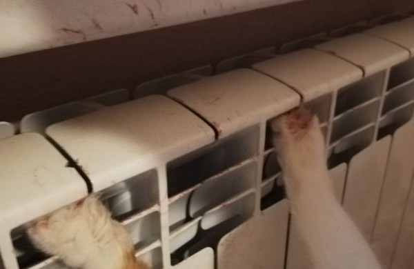 Gyventoja: naujoviški radiatoriai nesaugūs gyvūnams – užstrigusią katę laisvino gelbėtojai, jai sužalotos kojos