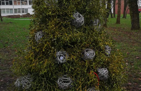 Miesto parke kuriasi stebuklingas kalėdinių eglučių miestelis 